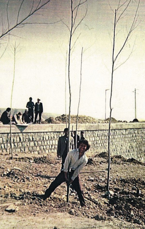 图2 一个年轻的伊朗人种植笔者从德黑兰郊外挑选的树