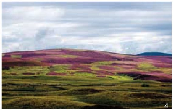 图4 苏格兰欧石南在苏格兰高地形成的远景非常震撼(张云路摄)